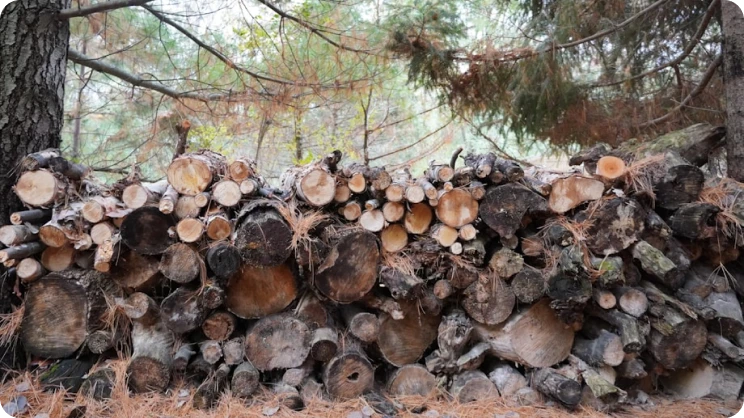 Sacos de Plástico, Pinhas e Pequenas Decisões Sustentáveis